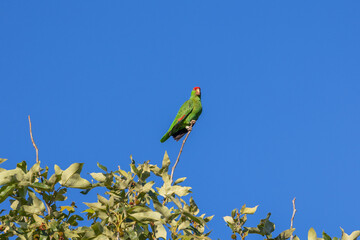 Green parrot in a tree in Los Angeles