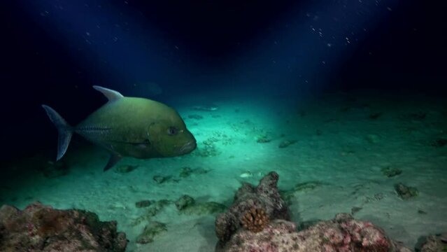 A solitary opah fish swims near the ocean floor, its silver body reflecting dim light amidst dark underwater rocks. Cocos Island, Costa Rica.