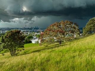 Flowering pohutukawa tree and dark storm clouds over the city on Mt Hobson, Auckland, New Zealand.