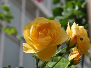 黄色いバラの花が咲いている