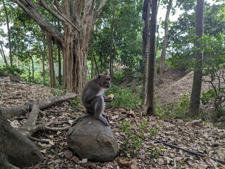 A monkey eating in a small rock in the Monkey Forest in Bali