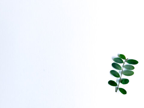 Leafs of the herb name &ldquo;Egg Woman, Tamalaki, Hazardana, Stonebreaker, Seed-under-leaf&rdquo; on the white background 