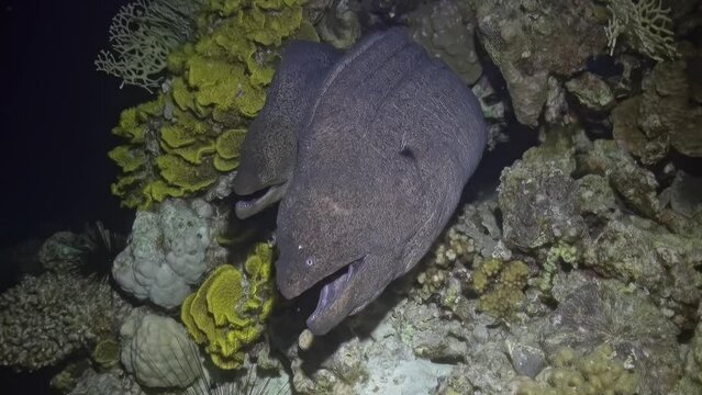 A rare scene as two moray eels meet amidst the coral reefs, a silent conversation in the deep blue waters.