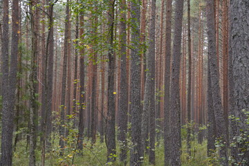 trees in the forest