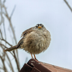 Round puffy sparrow