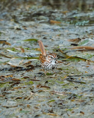 Sparrow in marsh