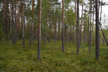 Obraz premium trees in the forest