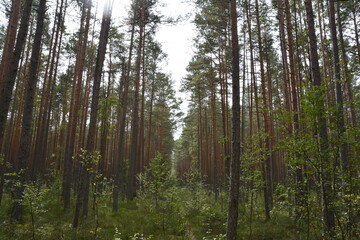 Fototapeta premium trees in the forest