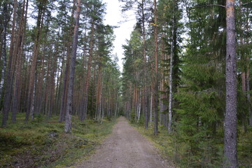 footpath in the woods