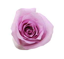 Colorful rose flowers isolated on white background