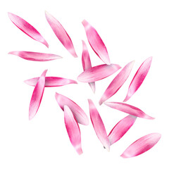 Pink lotus flower petals falling on white background