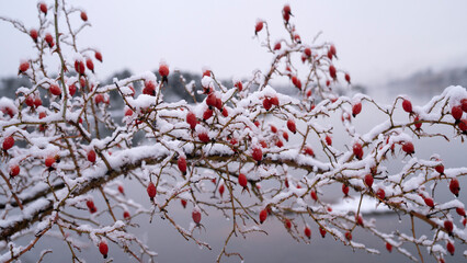 Closeup view of of Rosa rubiginosa, also known as Rosa Mosqueta, branches and ripe red berries, growing in the forest in winter. The snow covers the fruits and plant	
