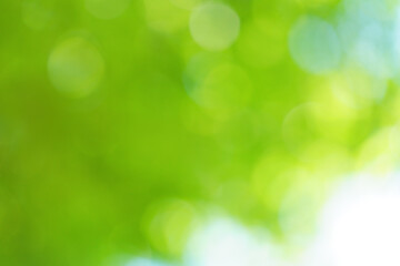 ぼやけた玉ボケの光が重なる緑の背景写真　