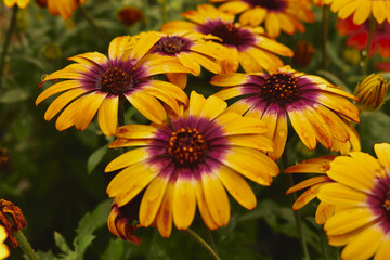 Blue Eyed Daisies