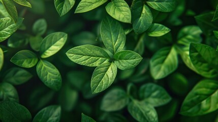 Vibrant Verdant Backdrop: A Stunning Lush Green Background for Your Design Needs