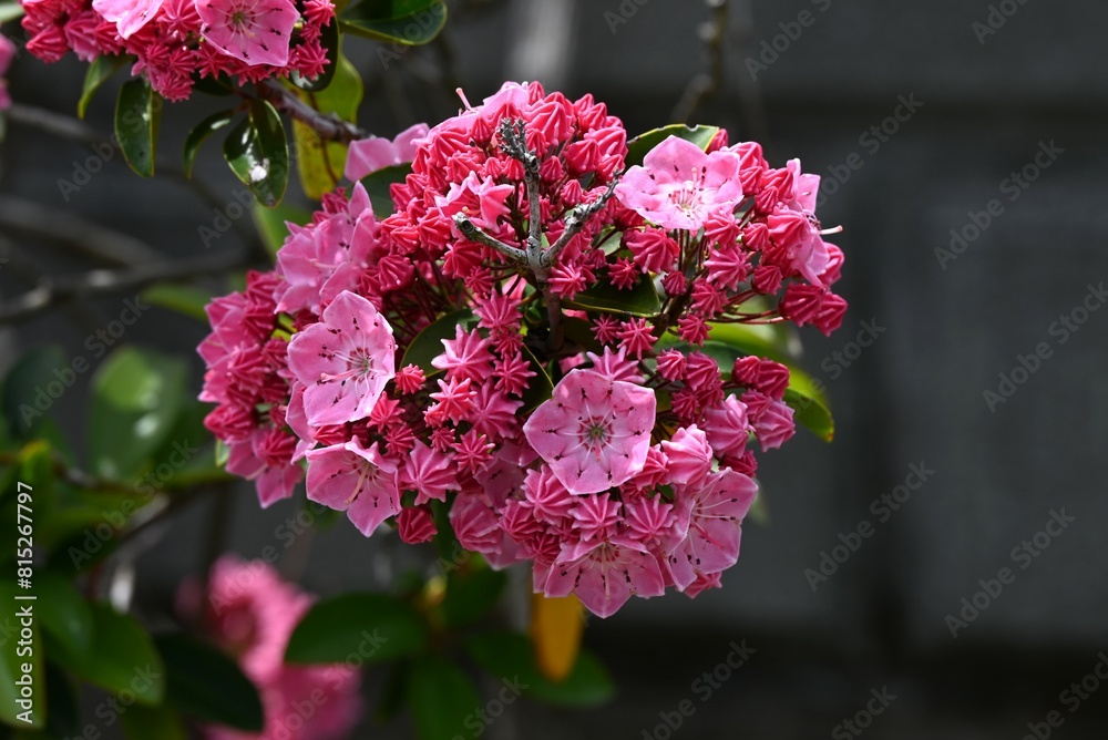 Canvas Prints kalmia latifolia flowers. ericaceae evergreen shrub. flowering period is from april to may.