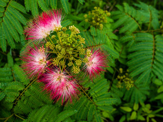 ピンク色の合歓の花