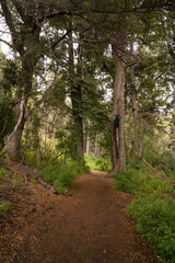 Hiking in the forest. View of the path across the green woods.