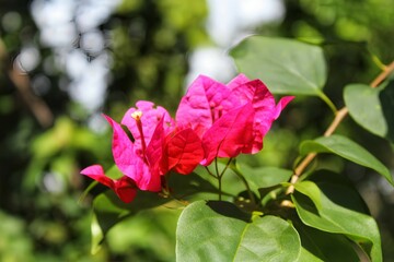 Pink Bougainvillea flowers 