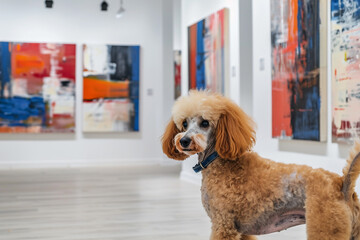 A Poodle standing in a modern art gallery, with abstract paintings hanging on the walls behind.