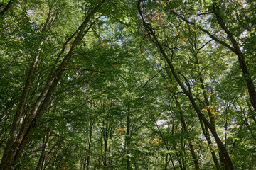 Fototapeta premium Scenic Roadside Forest with Green Grass and Lush Trees, Perfect for Travel and Nature Enthusiasts