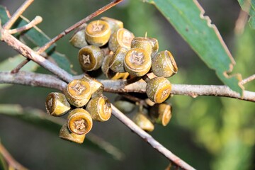 Close up of new eucalypt fruits (gumnuts) on stem.