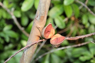 Fruit with seeds of Silky Hakea (Hakea sericea). Native Australian plant.