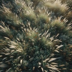 Obraz premium Photo of Wild Grass: The Simple Beauty of Nature