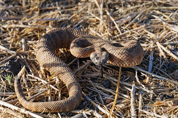 Panamint Rattlesnake Coiled To Strike