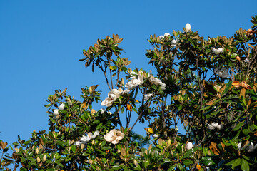 tree in bloom