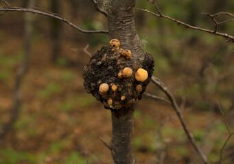 Fungi. Closeup view of Cyttaria harioti mushroom, also known as pan de inidio, growing in a Nothofagus tree trunk. 
