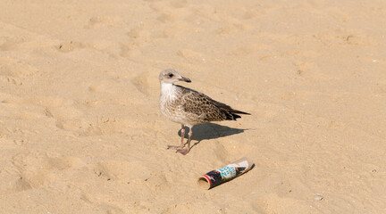 European herring gull (Larus argentatus). A young waterfowl on the sand by the sea. The chick.