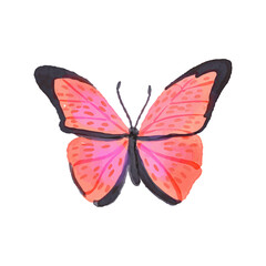 Cute watercolor butterflie illustration on white