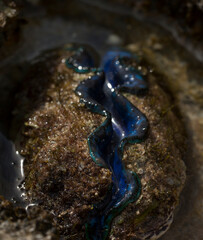 The maxima clam (Tridacna maxima), also known as the small giant clam, is a species of bivalve mollusc. The fauna of the Red Sea.