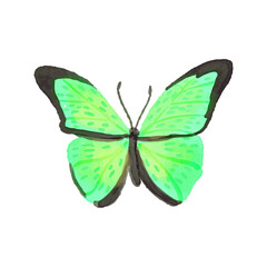 Cute watercolor butterflie on a white background