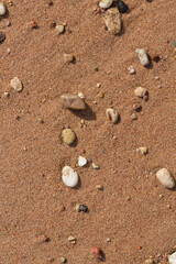 The coastline of the Red Sea. Sand, pebbles, corals, fossils. Background with a marine theme.