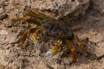 Grapsus albolineatus is a species of decapod crustacean in the family Grapsidae. Crab, on a reef...