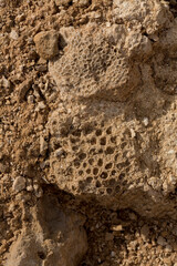 Fossil corals of the Red Sea. Ancient creatures, turned into stone. Reef corals.