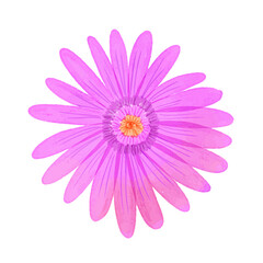 Watercolor flowers illustration on white background