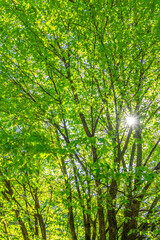 Fototapeta premium sun rays in the forest