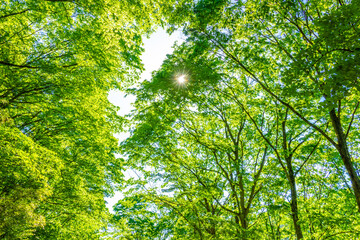 Green forest. Tree with green Leaves and sun light.	