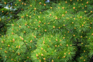 Pine Tree background with texture