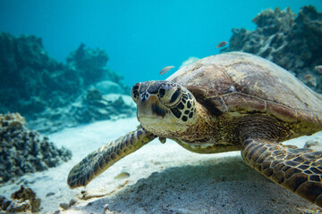 Close-up portrait of an inquisitive green sea turtle swimming in the shallows of a tropical reef...