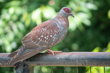 ortrait of pigeons. It is the only family in the order Columbiformes. These are stout-bodied birds with short necks and short slender bills that in some species feature fleshy ceres