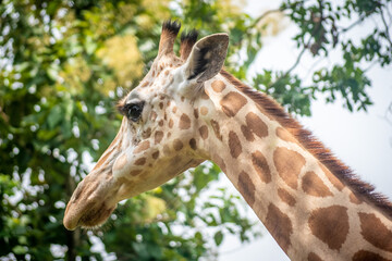 Portrait of a giraffe