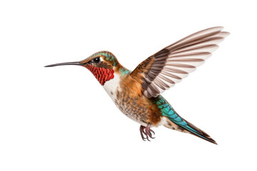 Broad Billed Hummingbird on a pure white background. Using different backgrounds the bird becomes more interesting and can easily be isolated for a project. These birds are native to Mexico.