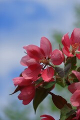 Obraz premium 春のピンクの花 カナダ モントリオール