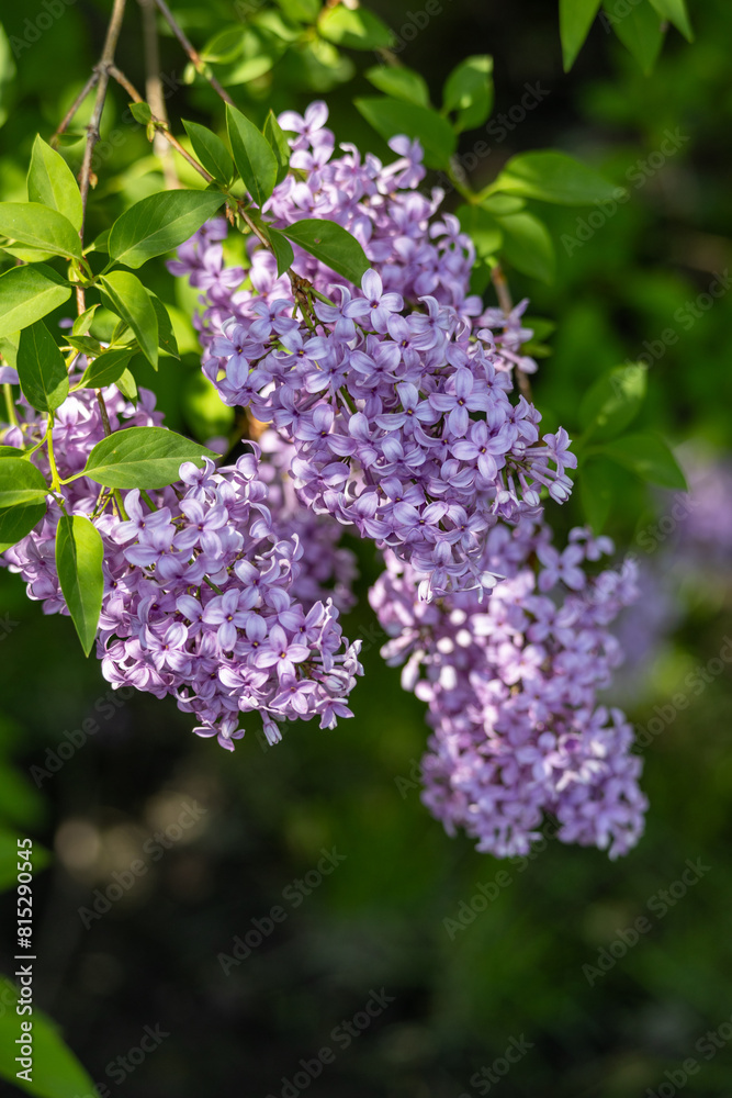 Canvas Prints full frame macro abstract texture background of lavender color flower blossoms on a chinese lilac bu