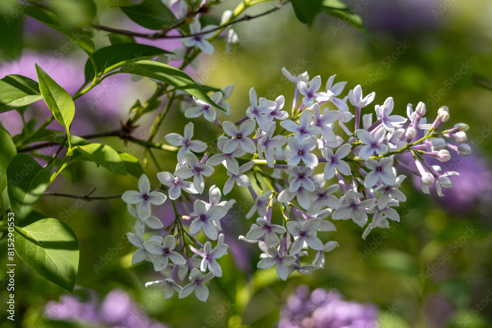 Canvas Prints full frame macro abstract texture background of white color flower blossoms on a chinese lilac bush 