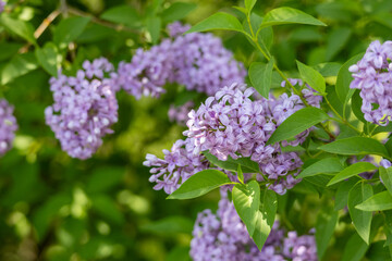 Full frame macro abstract texture background of lavender color flower blossoms on a Chinese lilac bush (syringa chinensis)
